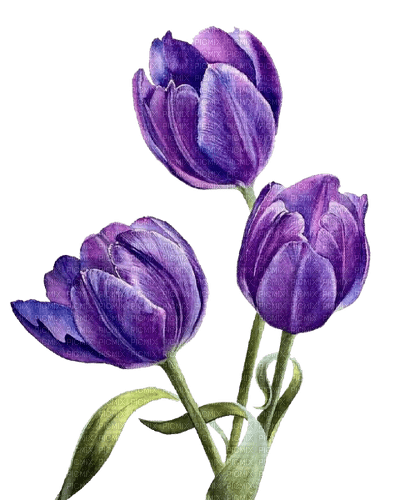 purple flowers Bb2 - ingyenes png