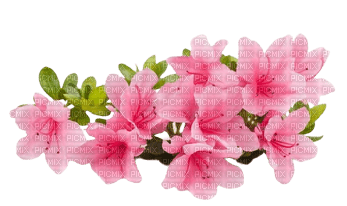 Azalea flower - бесплатно png