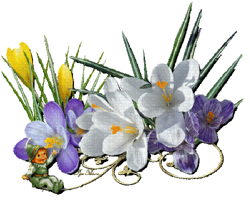 Frühling, Blumen, Flowers, Zwerg - Nemokamas animacinis gif