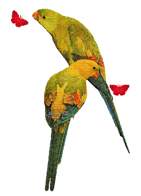 pappagalli - Gratis animerad GIF