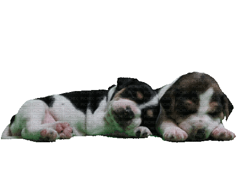 Sleeping Puppies - GIF animado gratis