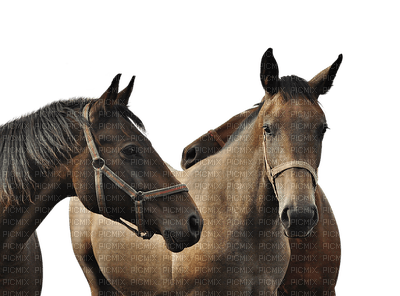 horses, hevoset, kotieläin, domestic animal - kostenlos png