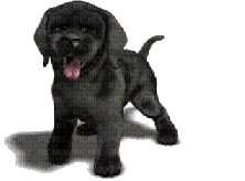 dog - Бесплатный анимированный гифка