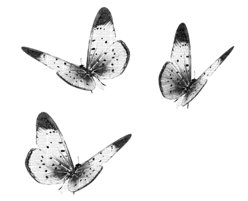 Butterflies.Black.White - 無料png
