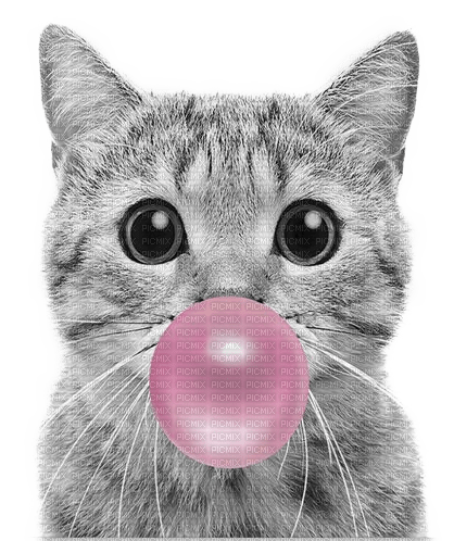 Bubble gum.Cat.Chat.Gato.Victoriabea - png ฟรี