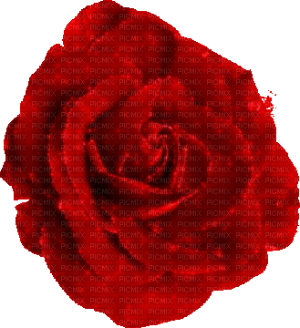 red rose - GIF animé gratuit