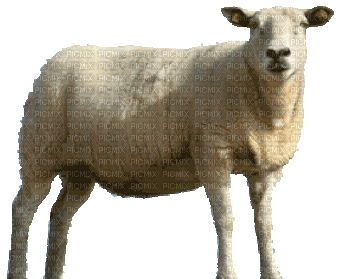 sheep - Gratis animerad GIF