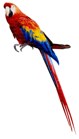 springtimes summer parrot bird - zadarmo png