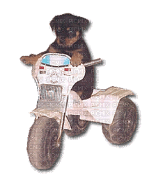Kaz_Creations Dog Pup Bike - Free animated GIF
