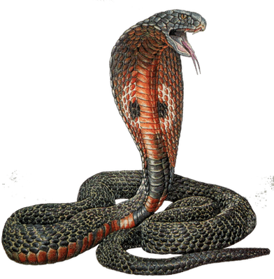 Serpent.S - darmowe png