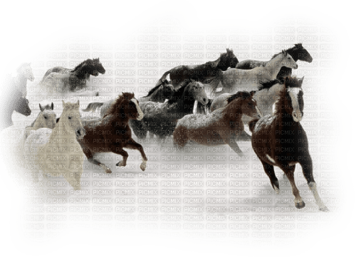 chevaux - Free PNG