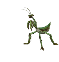 螳螂 Praying Mantis - Besplatni animirani GIF