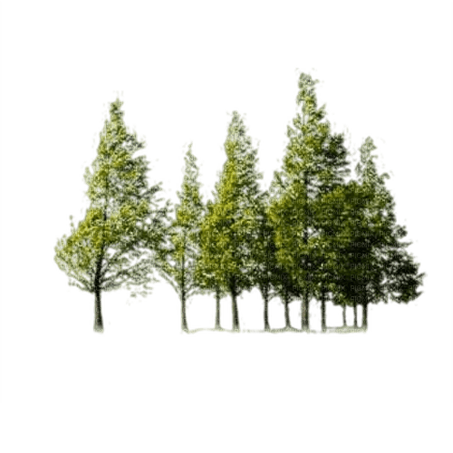 tree - 無料png