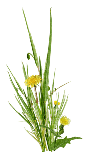 wild flowers yellow sunshine3 - PNG gratuit
