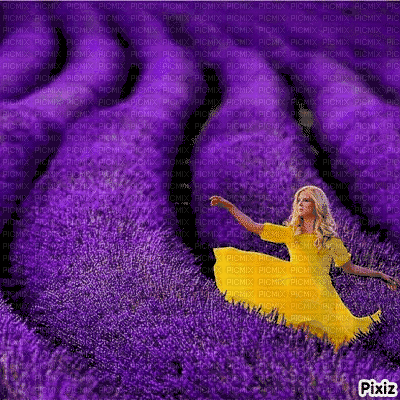lavender field - GIF animado grátis