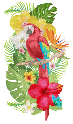 soave deco flowers animated  bird parrot tropical - Ücretsiz animasyonlu GIF
