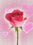 rosa y brillo - GIF animado grátis