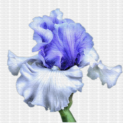 fleurs ( - GIF animé gratuit