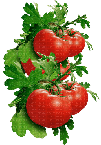 nbl-tomato - Free PNG