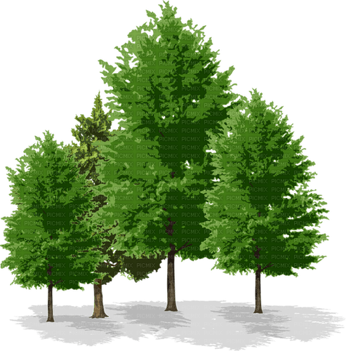 trees background - Free PNG