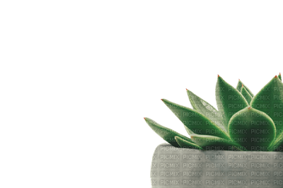 plant, kasvi, sisustus, decor - δωρεάν png