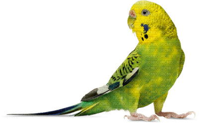 birds budgerigar bp - png gratuito