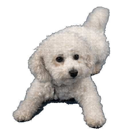 doggy - Ücretsiz animasyonlu GIF