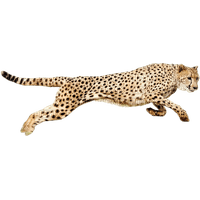 cheetah - nemokama png