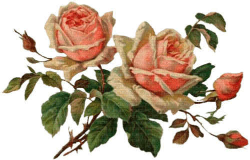vintage roses - zadarmo png