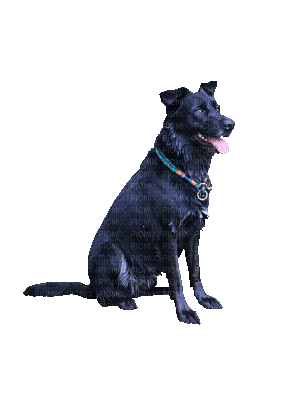 Chien.Dog.Perro.Victoriabea - Darmowy animowany GIF