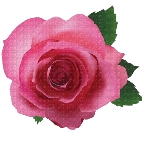 pink rose - kostenlos png