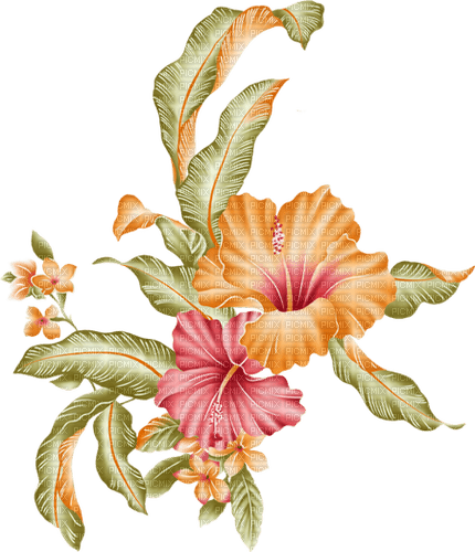 dolceluna orange pink asian flower - darmowe png