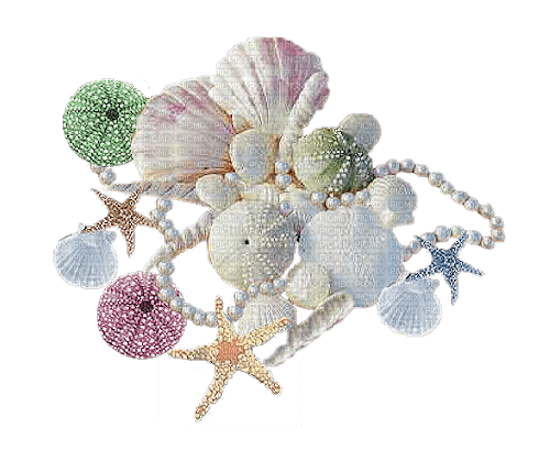 seashells Bb2 - kostenlos png