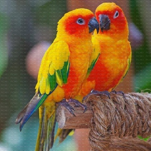 Birds, love, sun conures, couple - фрее пнг