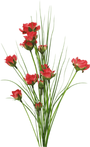 Flores rojas - gratis png