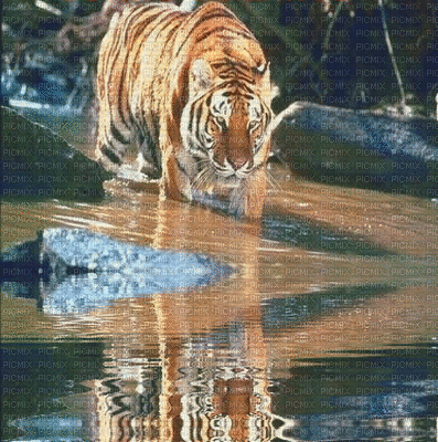 image encre animé effet tigre - Free animated GIF