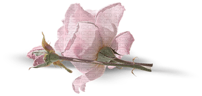 roze - ücretsiz png
