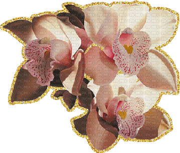 orquidea - Nemokamas animacinis gif