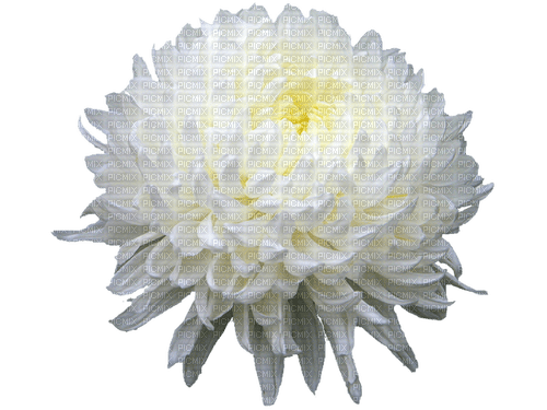 white chrysanthemum-flower- - png gratis