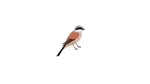 birds - Besplatni animirani GIF