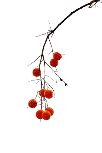 winter berries Bb2 - PNG gratuit
