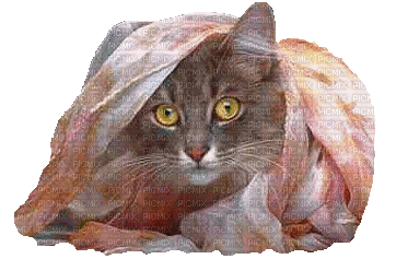 cat - Ingyenes animált GIF