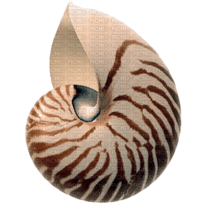 Tube Coquillage - zadarmo png