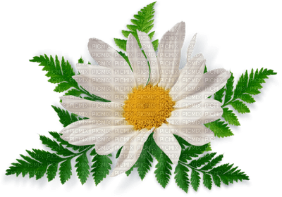daisy flower - PNG gratuit