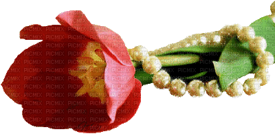 тюльпаныгг - Безплатен анимиран GIF