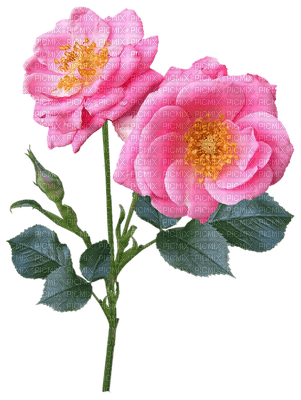 ruusu, rose, kukka, fleur, flower - ücretsiz png