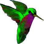 Oiseau - Darmowy animowany GIF