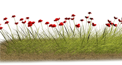 gräs--grass - PNG gratuit