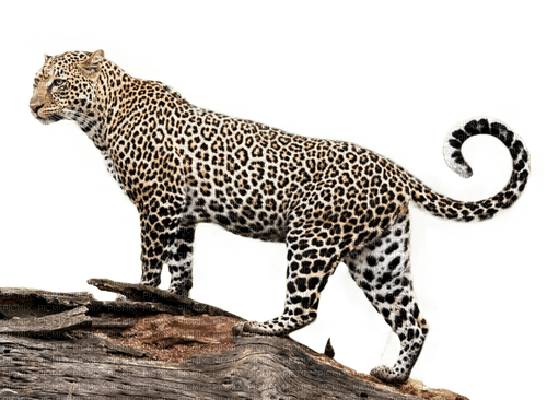 leopard - bezmaksas png