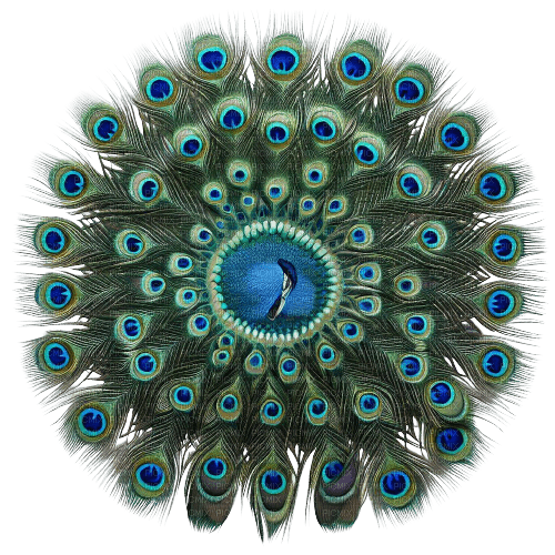 Peacock feathers - ücretsiz png